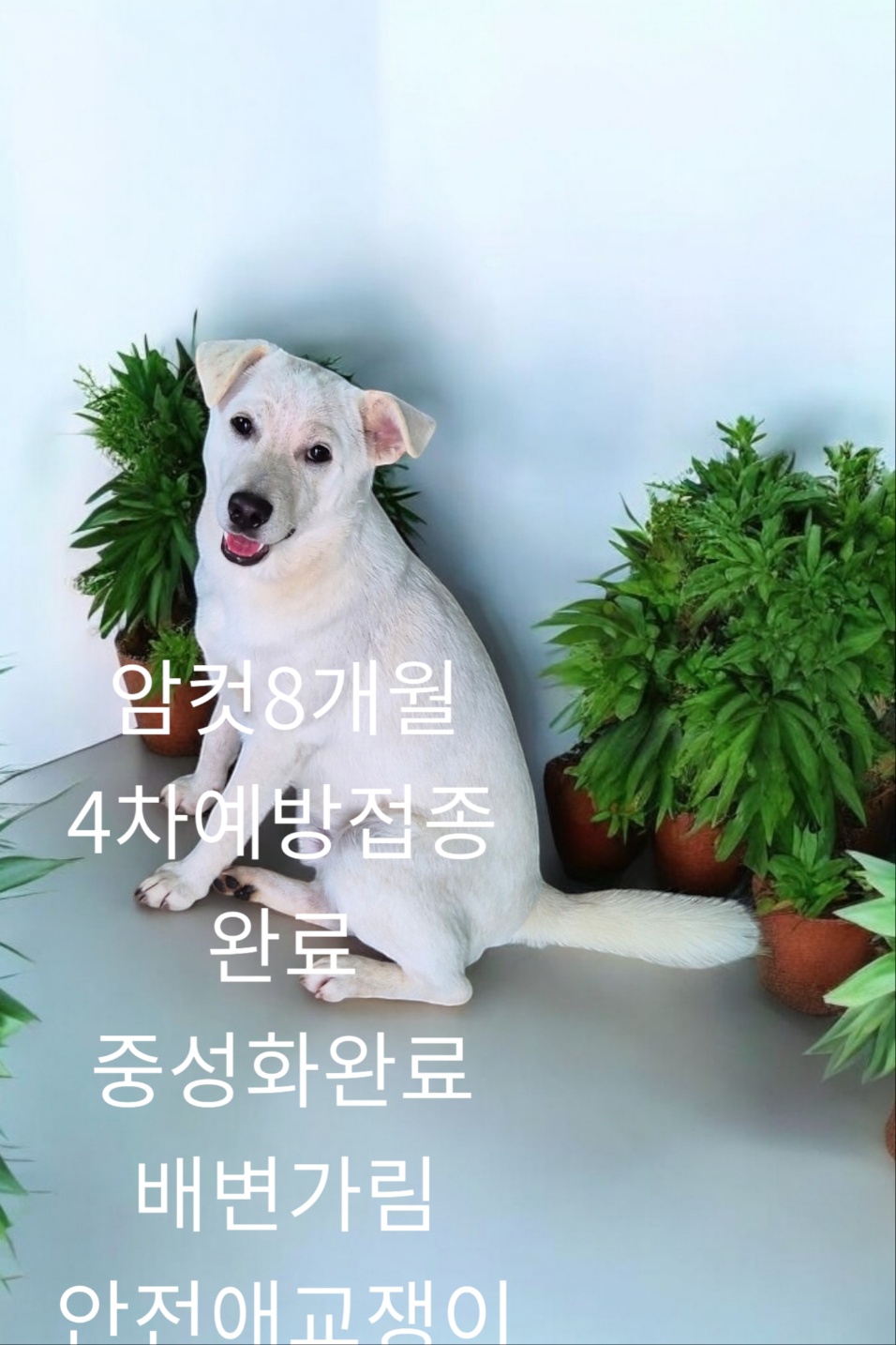성주유기동물보호센터_447521202400515