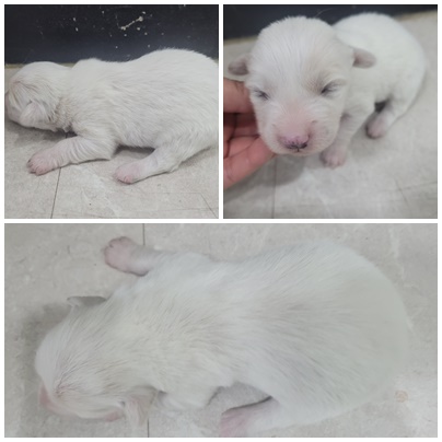 논산시 동물보호센터_444454202401078