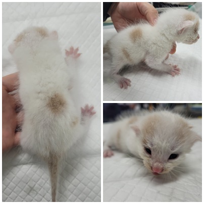 논산시 동물보호센터_444454202401069