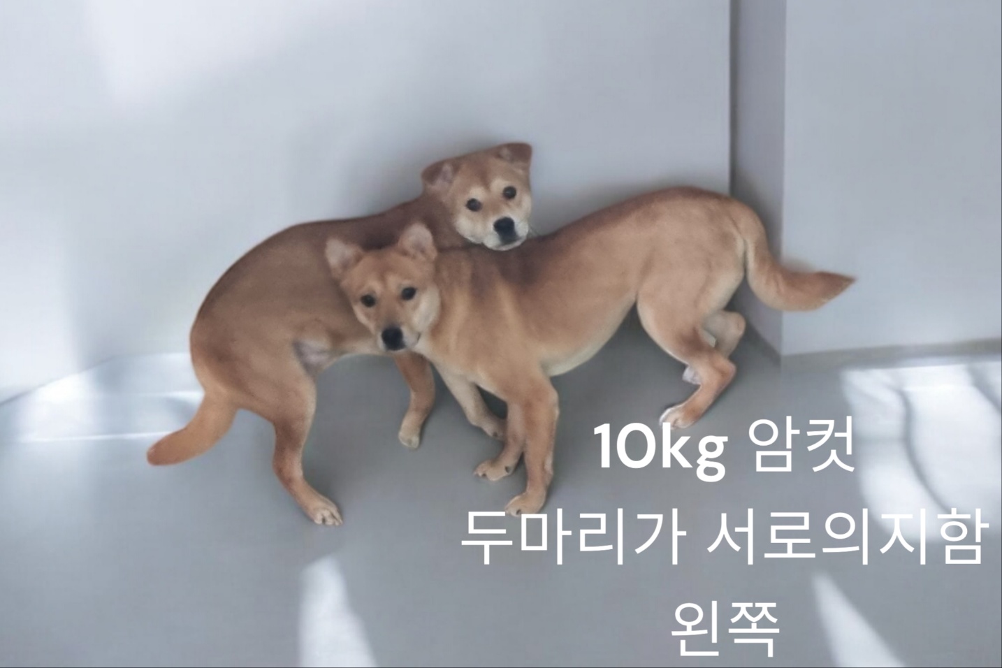 성주유기동물보호센터_447521202400517