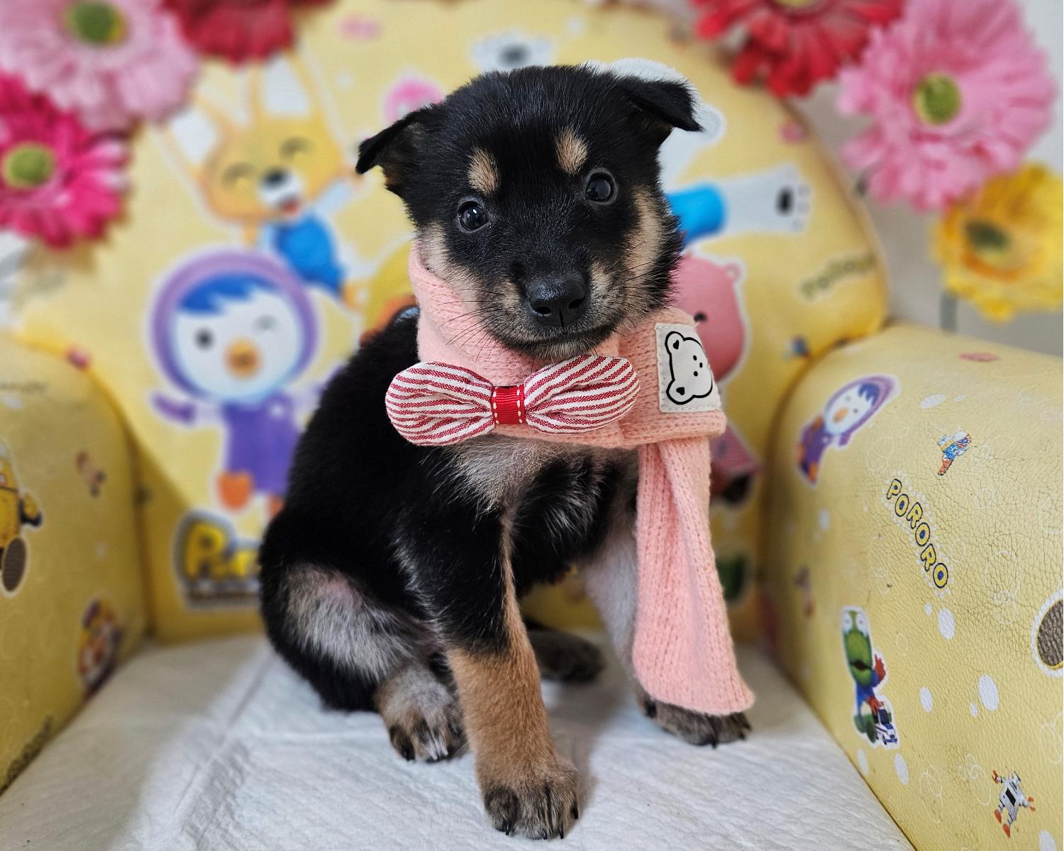 창원유기동물보호소_448567202401262