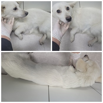 논산시 동물보호센터_444454202401073