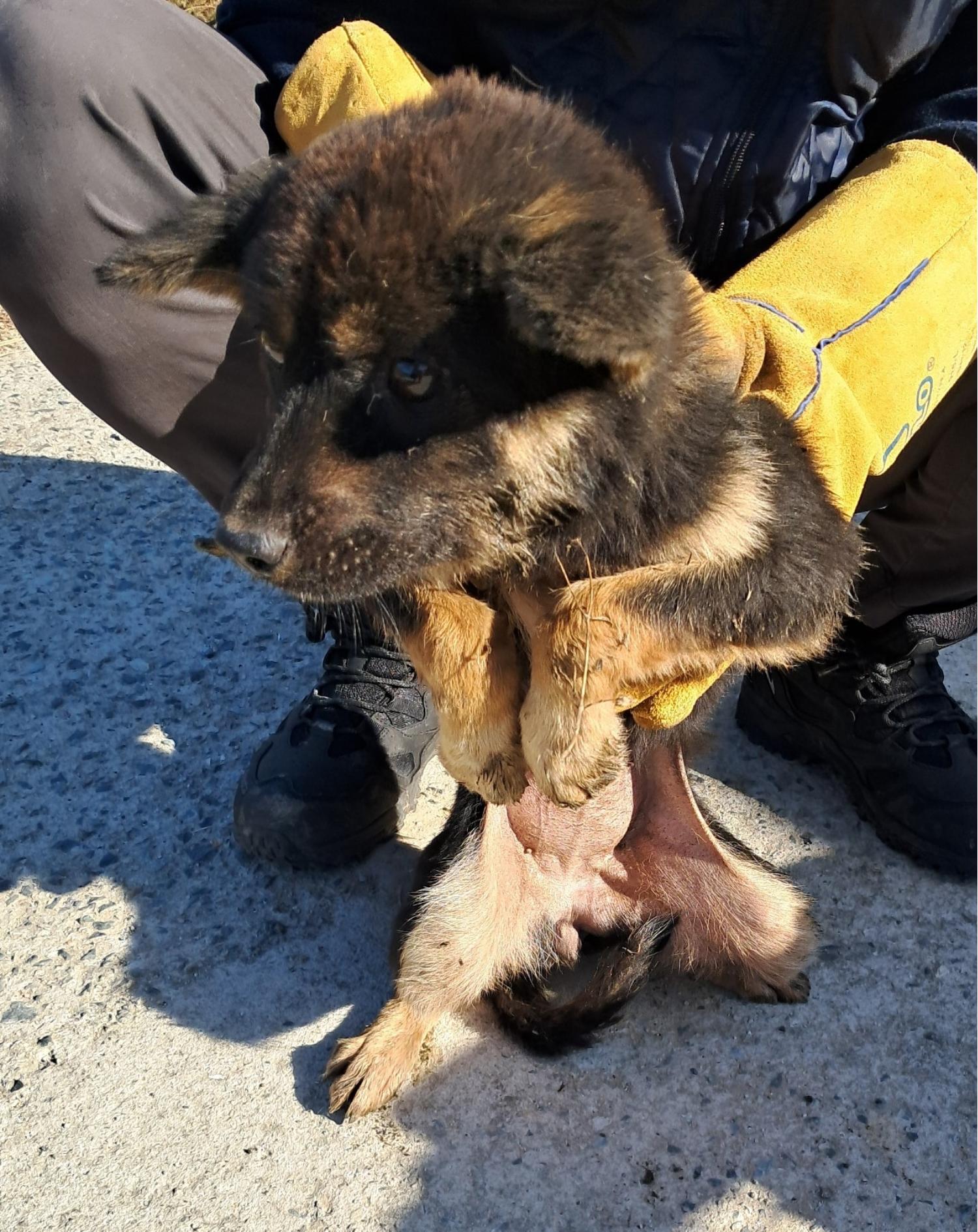 강진군 유기견 보호소_446492202400142