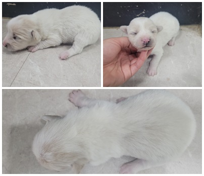 논산시 동물보호센터_444454202401080