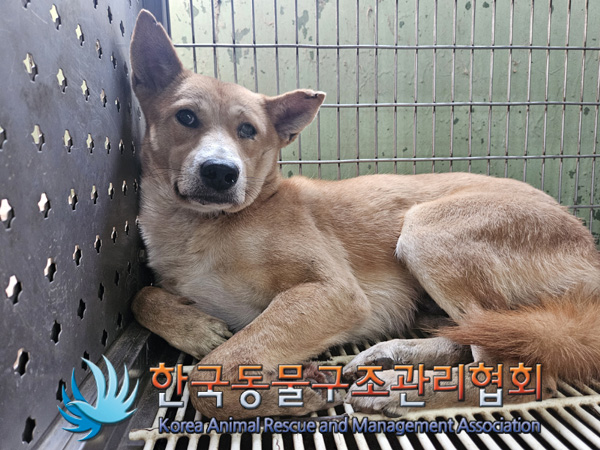 한국동물구조관리협회_441409202401708