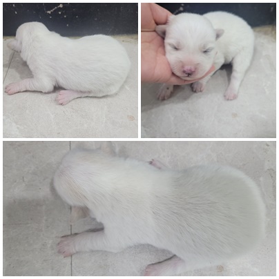 논산시 동물보호센터_444454202401079