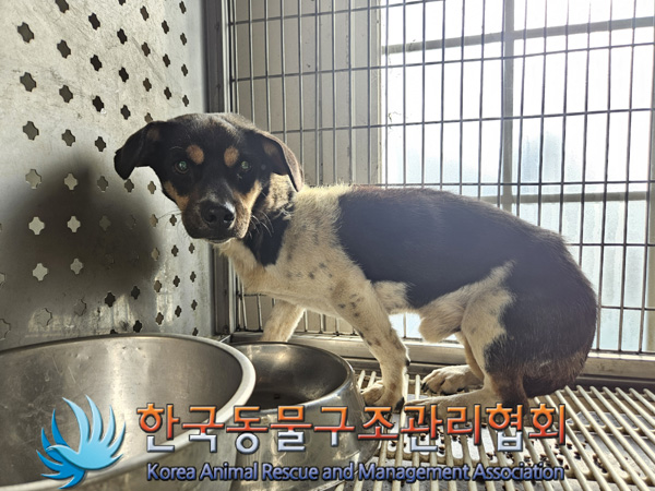 한국동물구조관리협회_441414202400822
