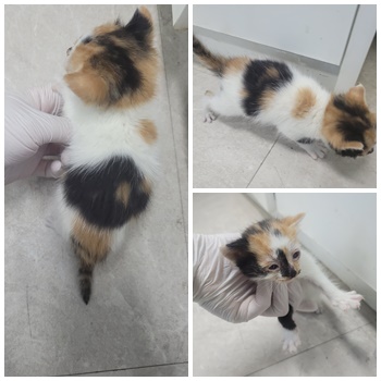 논산시 동물보호센터_444454202401081