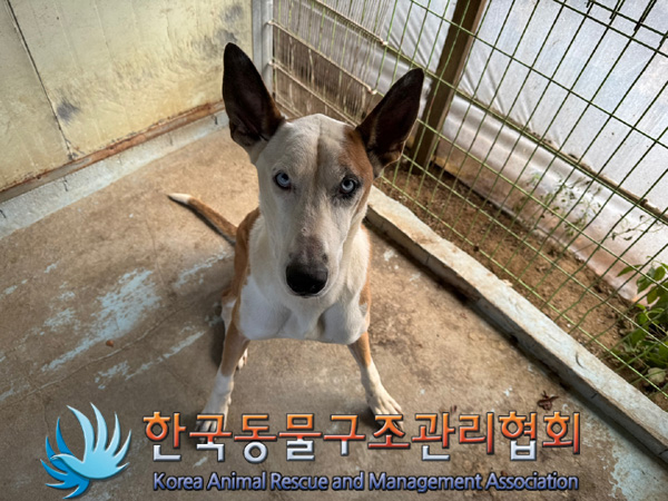 한국동물구조관리협회_441409202401709