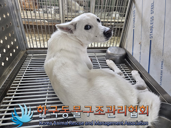 한국동물구조관리협회_441560202401344