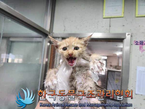 한국동물구조관리협회_441560202401346