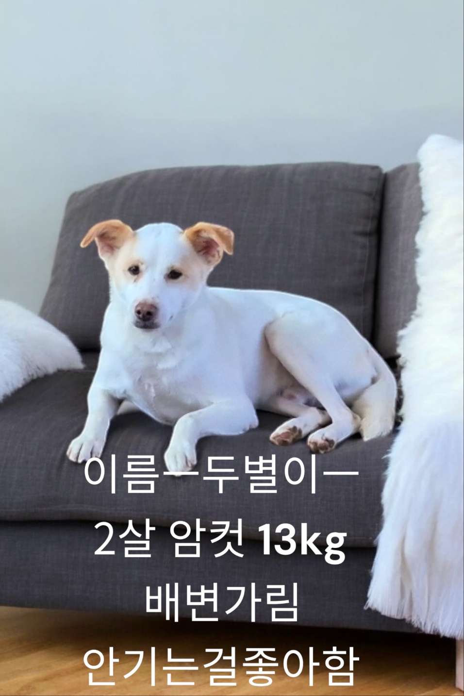 성주유기동물보호센터_447521202400529