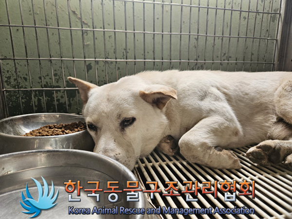 한국동물구조관리협회_441406202401935