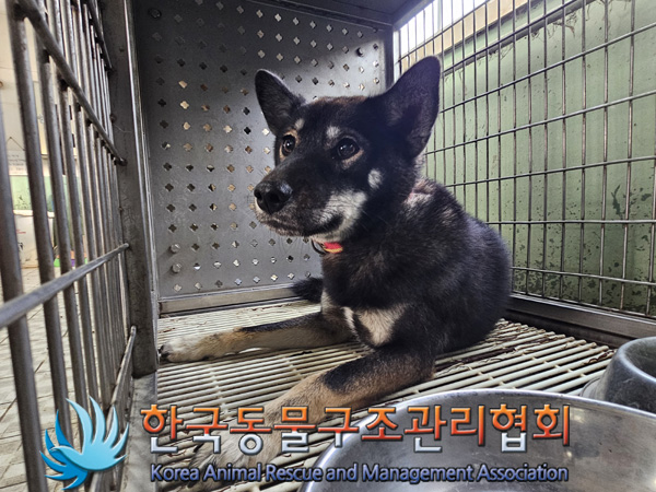 한국동물구조관리협회_441559202401219