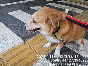 대전동물보호센터_430366202400587
