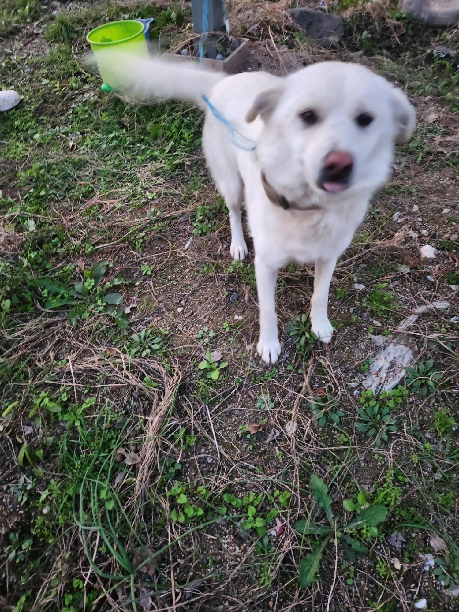 금일동물보호센터_444460202400909