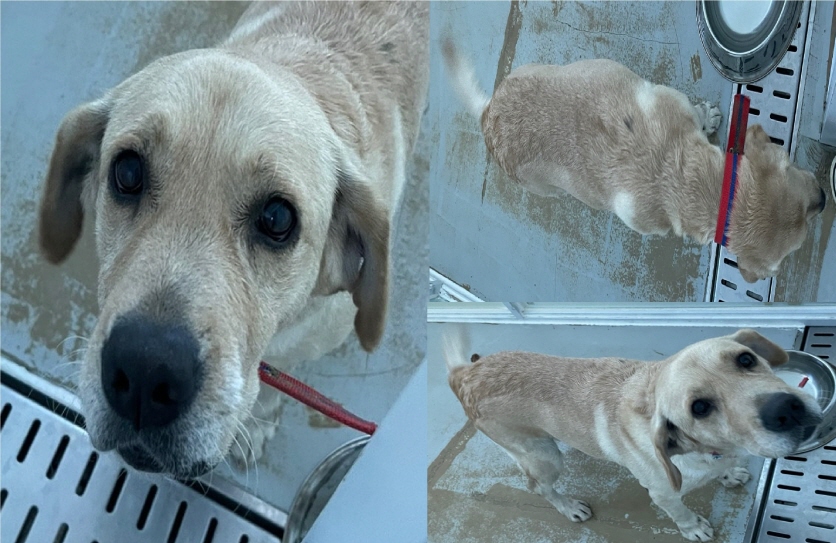 서산시 동물보호센터_444453202401513