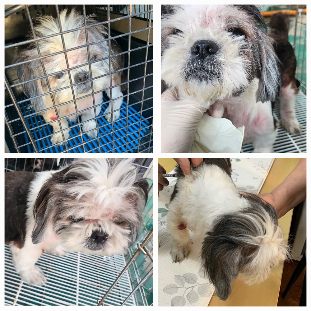 유기동물보호소_446481202401212