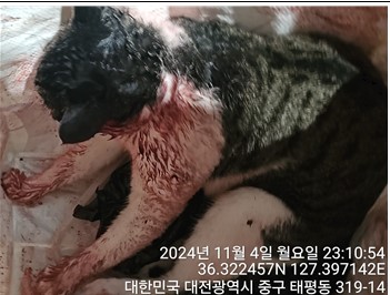 대전동물보호센터_430366202400588