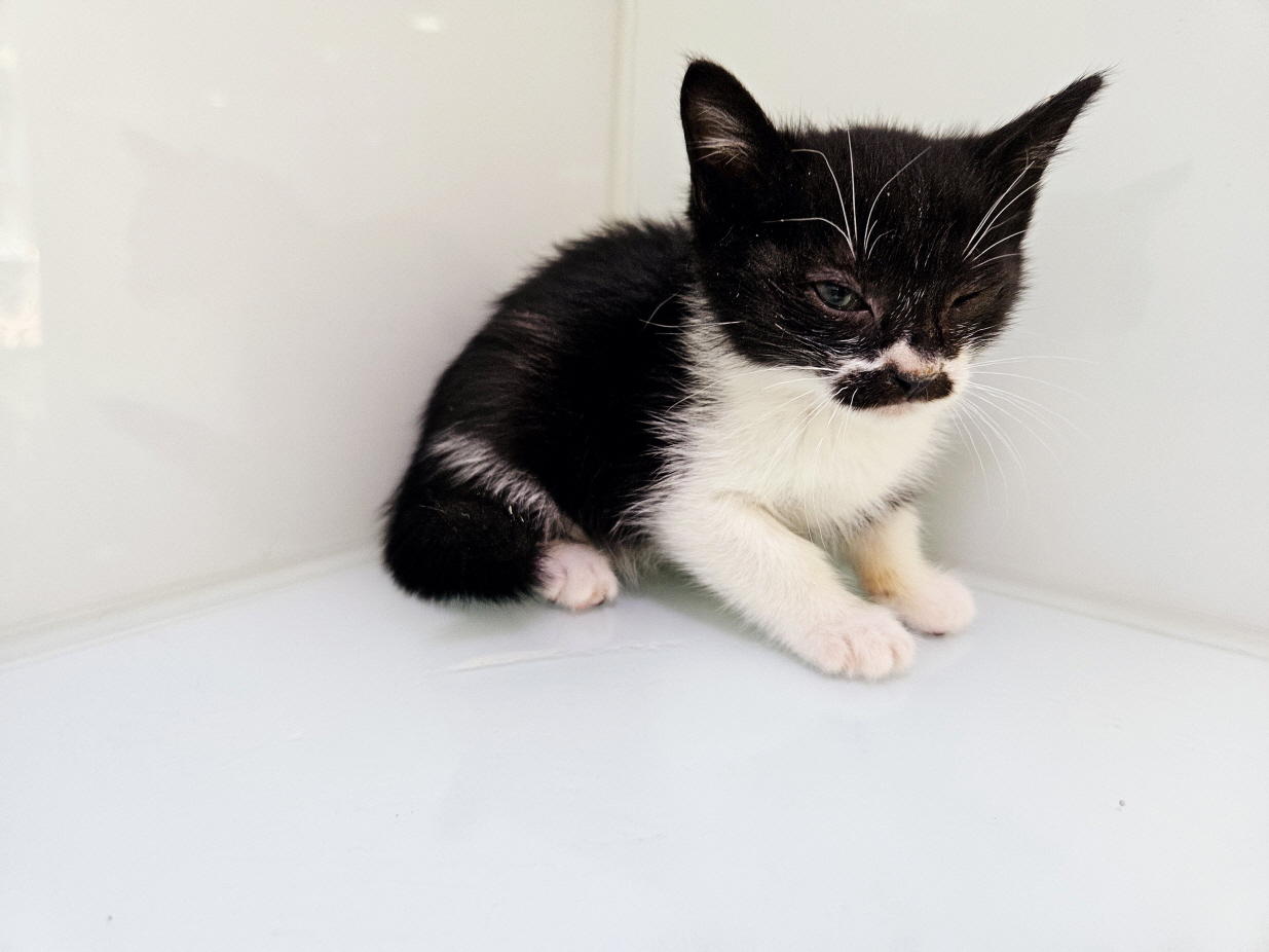 남산동물병원_411302202400873