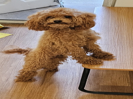 원주시동물보호센터_442419202400850