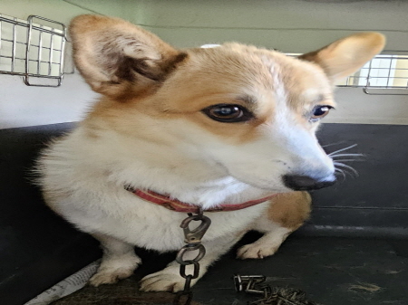 원주시동물보호센터_442419202400849