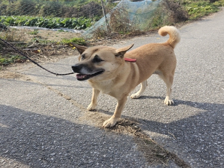 원주시동물보호센터_442419202400860