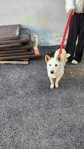 익산유기동물보호소_445468202402949
