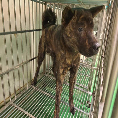 동부유기동물보호협회_426333202400682