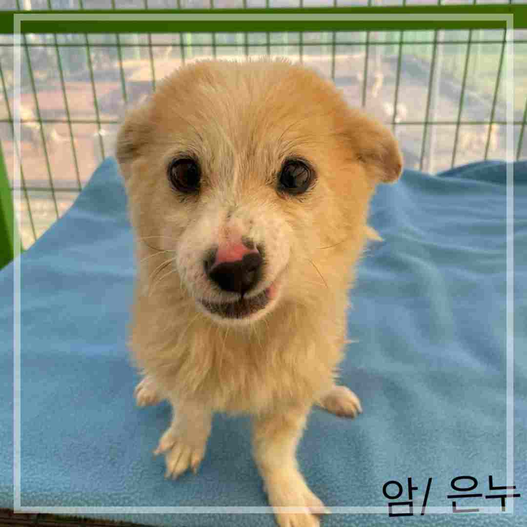군산유기동물보호센터_445467202402306