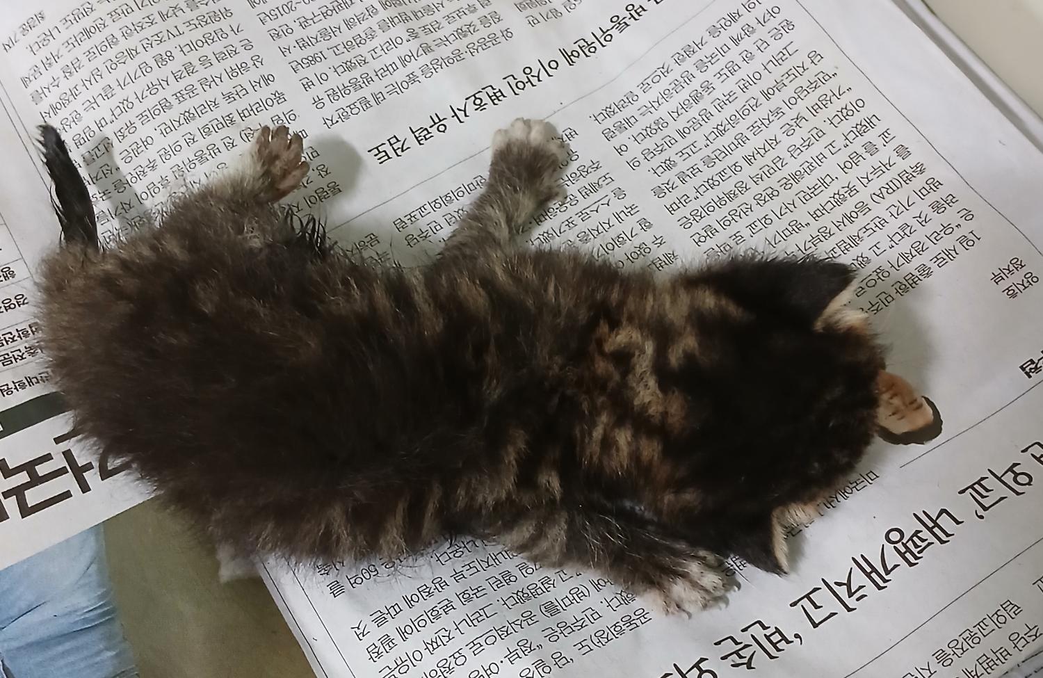 대구유기동물보호협회_427345202400697