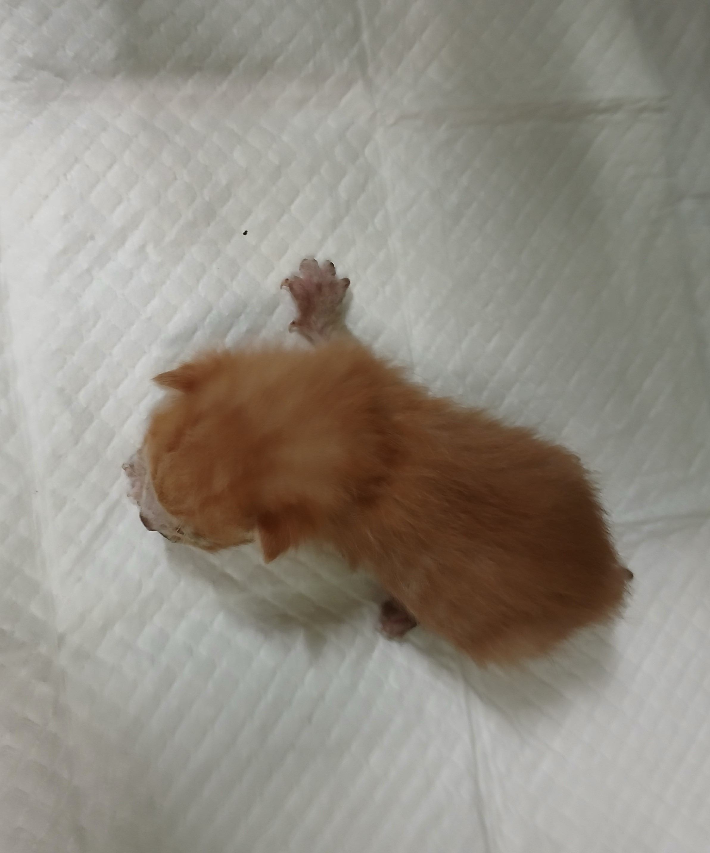대구유기동물보호협회_427345202400696