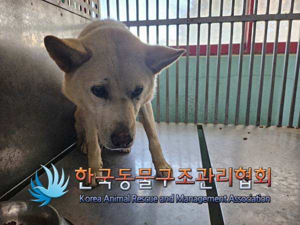 한국동물구조관리협회_441414202400831