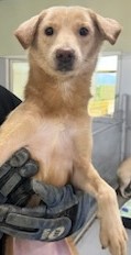 인천광역시수의사회_428353202401194