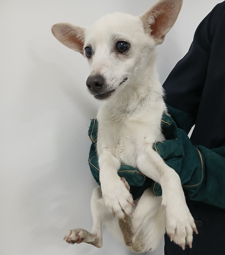 김천시 동물보호센터_447506202400427