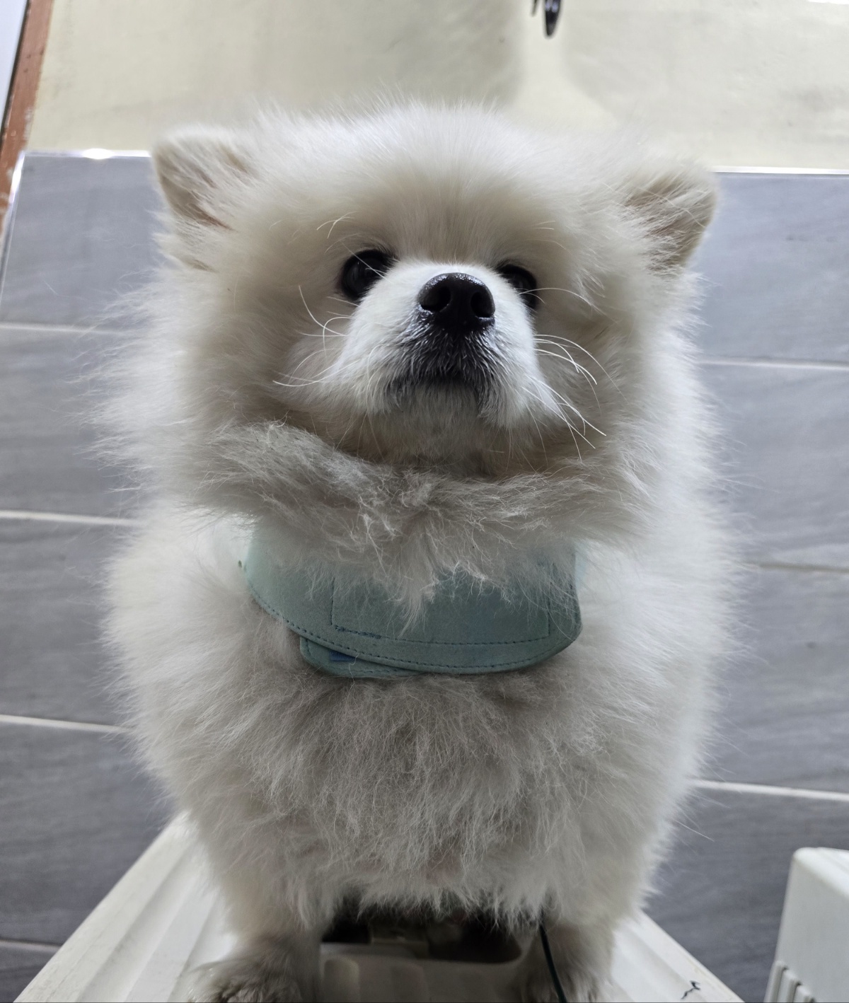 이성준동물병원_441408202401703