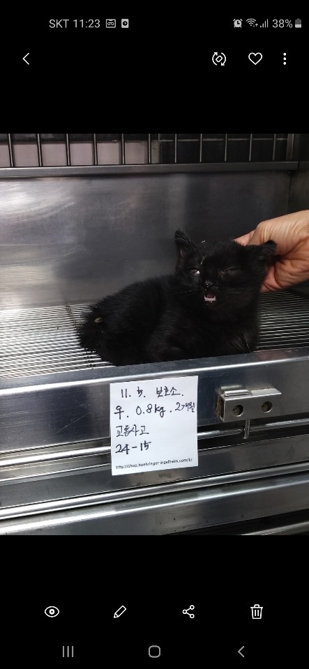 태백시유기동물보호소_442422202400266