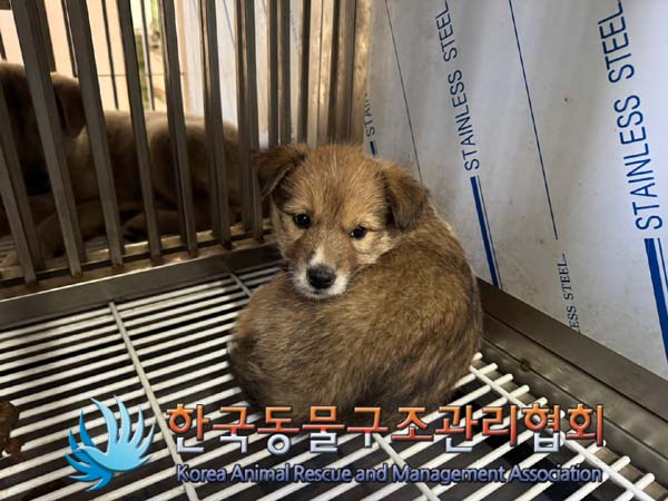 한국동물구조관리협회_441414202400835