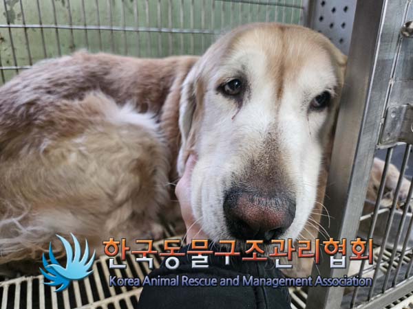 한국동물구조관리협회_411309202400356