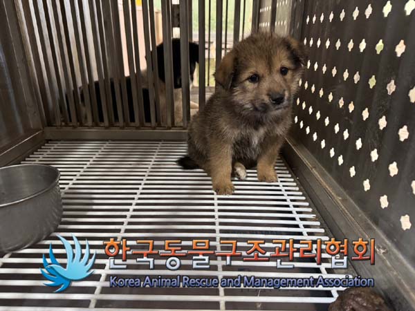 한국동물구조관리협회_441414202400836