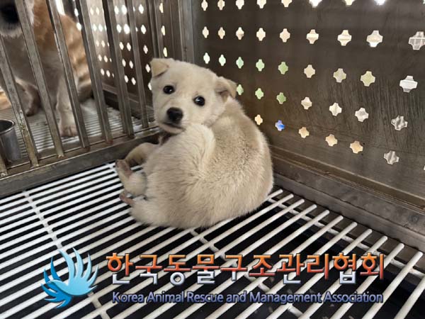 한국동물구조관리협회_441406202401937