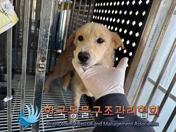 한국동물구조관리협회_441409202401710