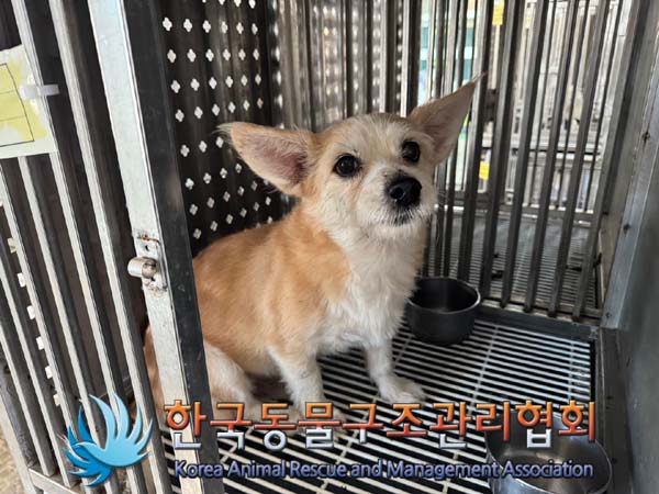 한국동물구조관리협회_441409202401712