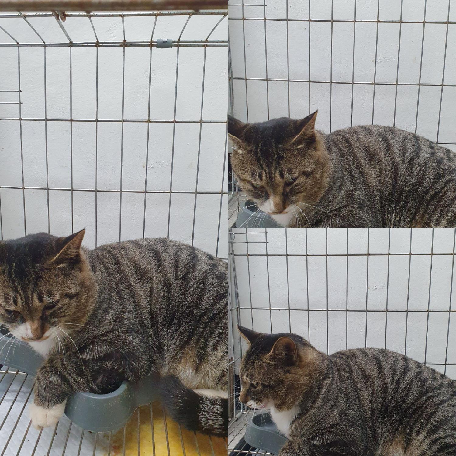 경주동물사랑보호센터_447505202401303