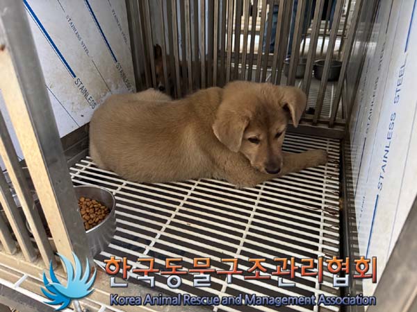한국동물구조관리협회_441404202400611
