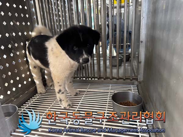 한국동물구조관리협회_441404202400612