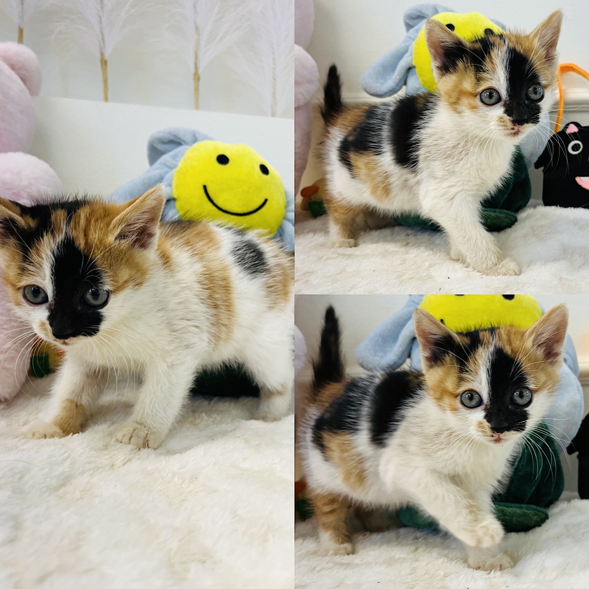 경주동물사랑보호센터_447505202401316