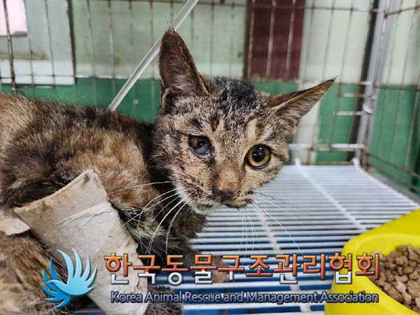 한국동물구조관리협회_441404202400613
