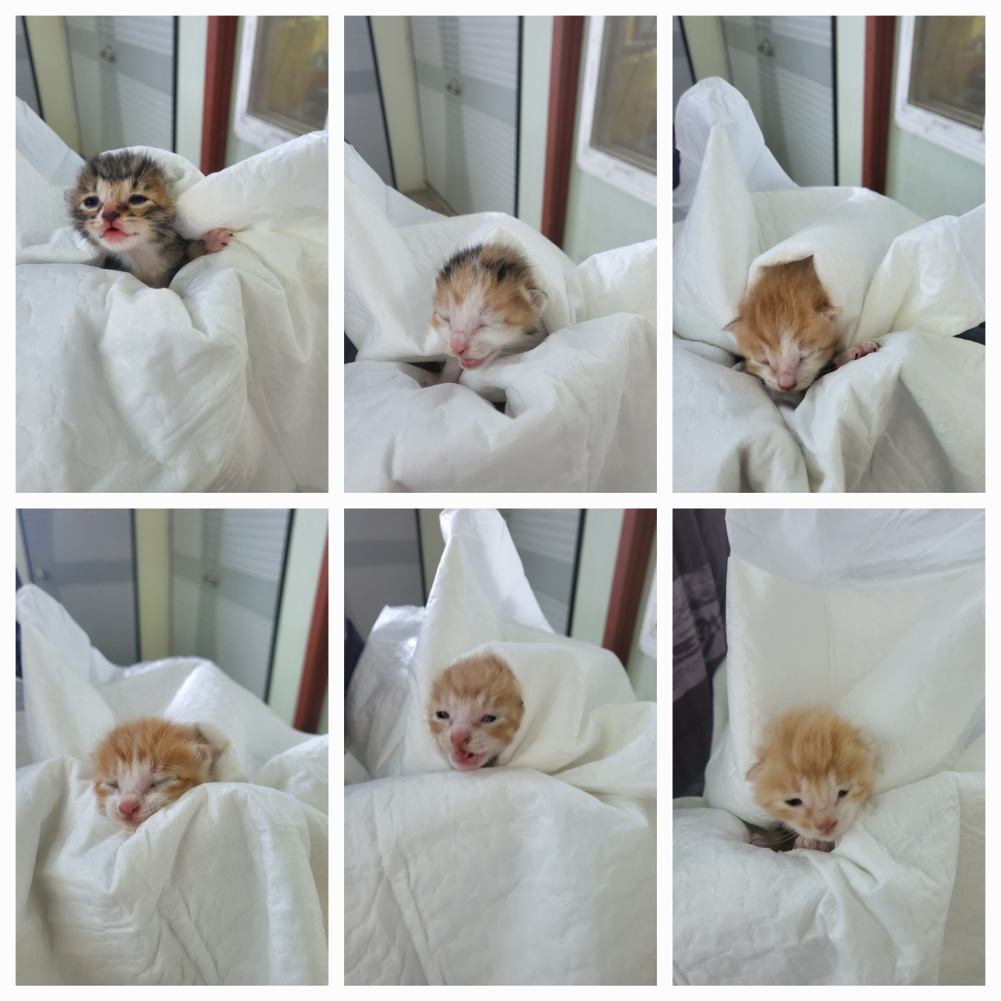 평택시유기동물보호소_441391202403250