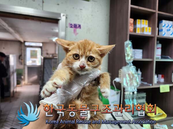 한국동물구조관리협회_441414202400838